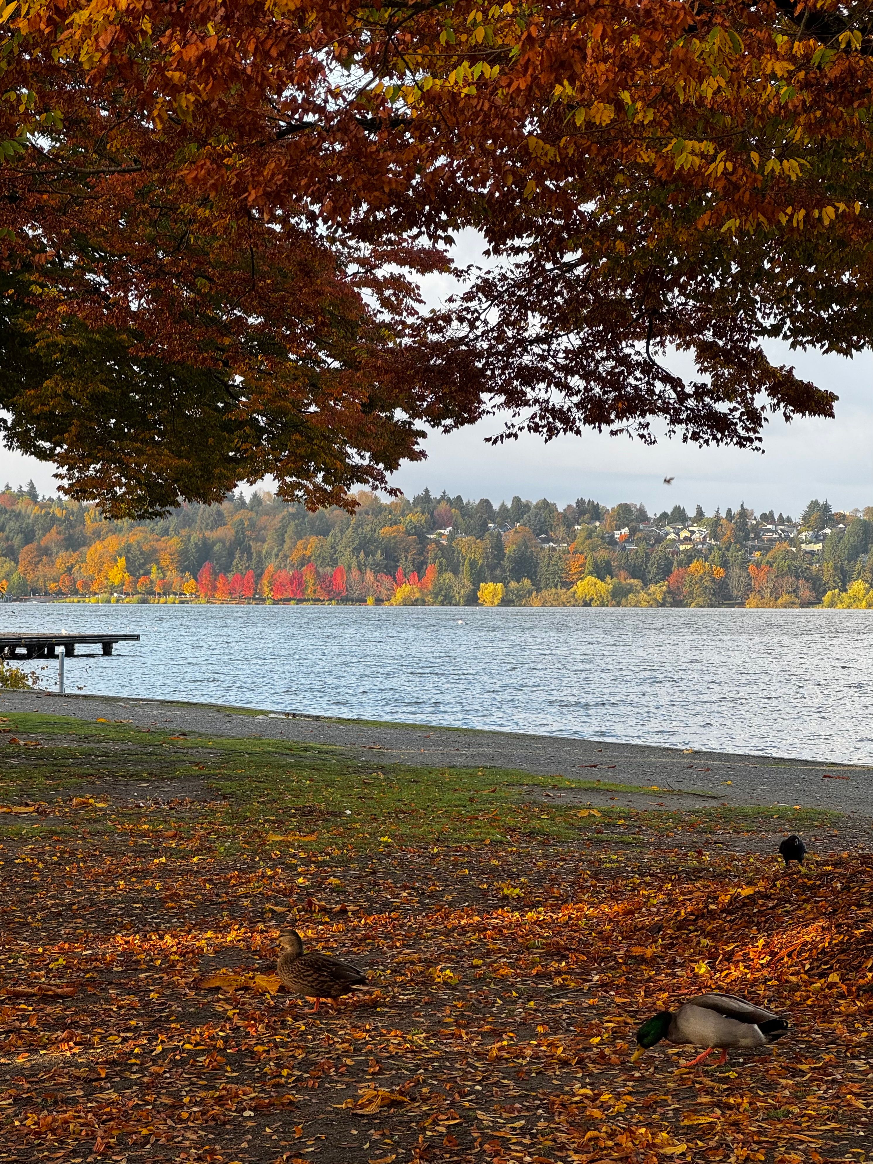 Fall colors at Green Lake in Seattle